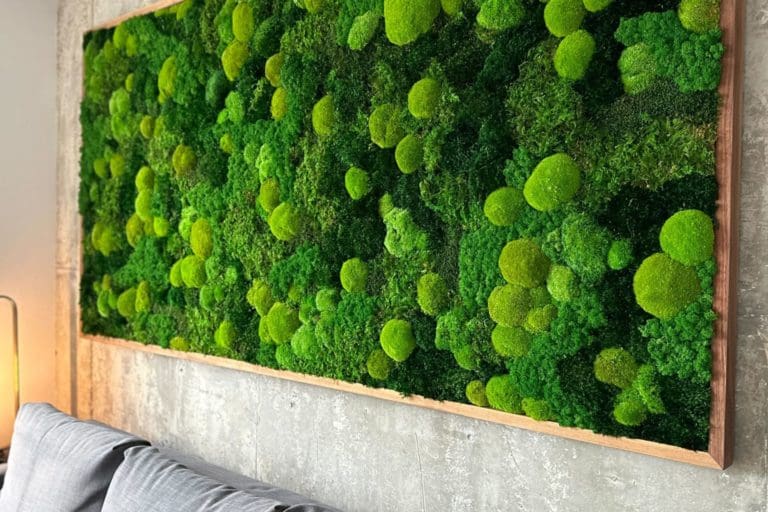 IMG_5985 4 essential questions about moss walls